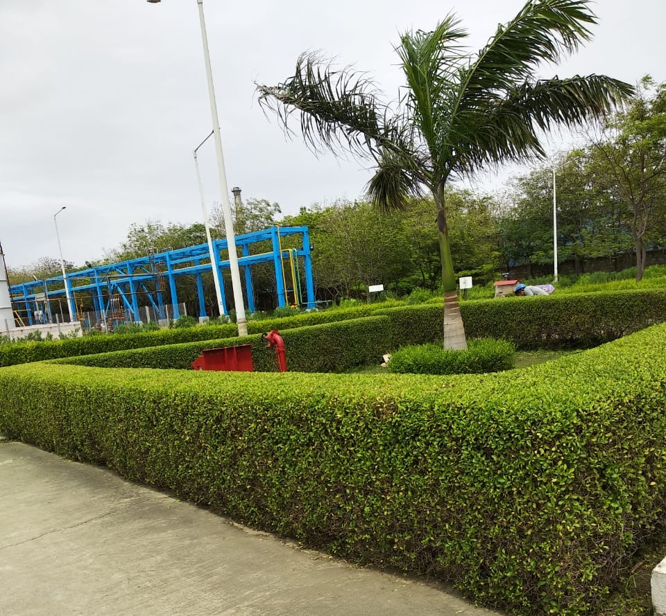 Plant