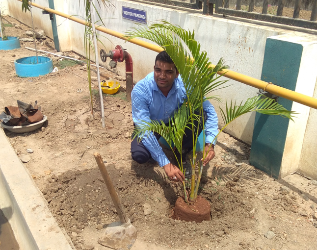 Plant