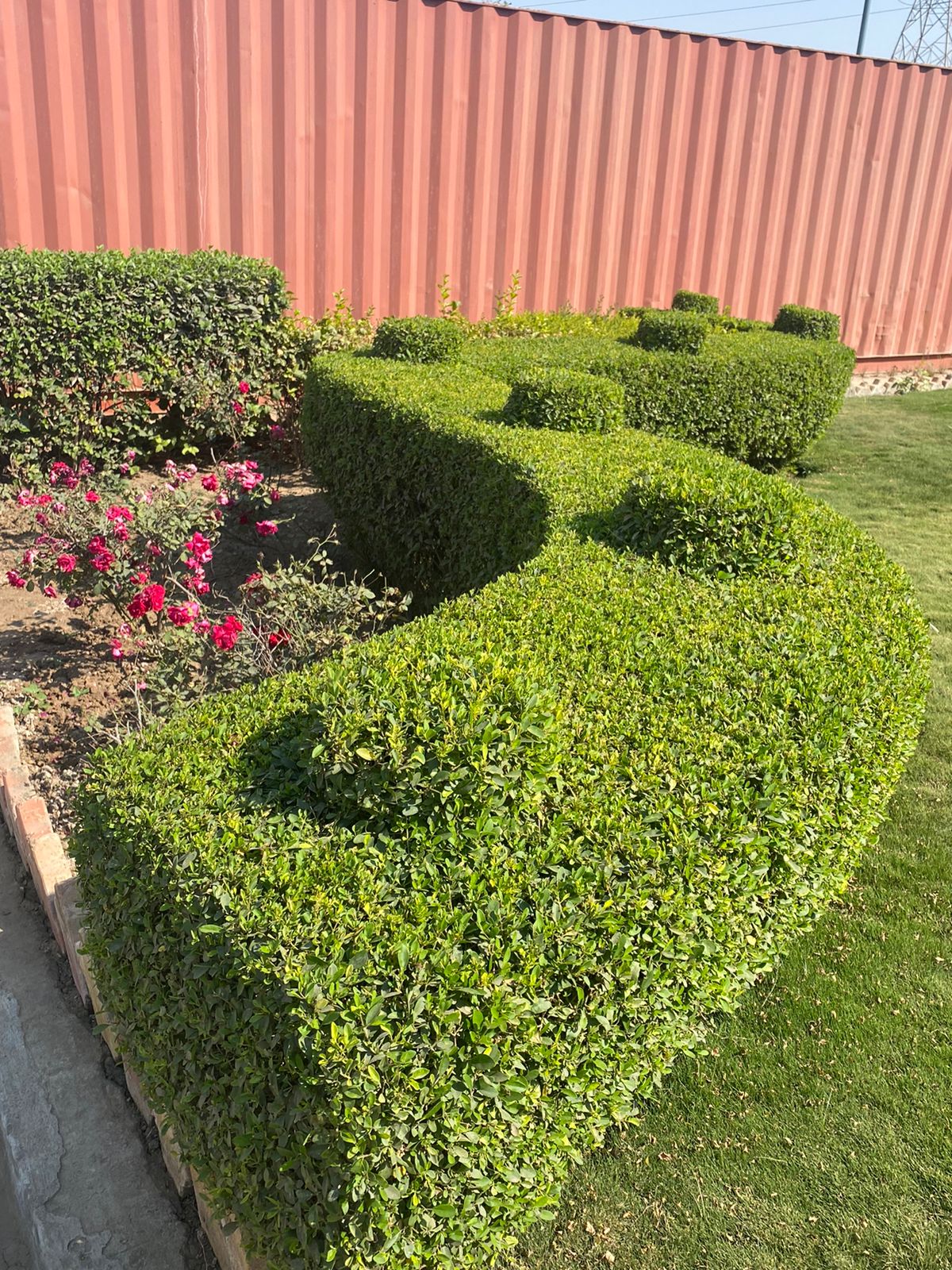 Plant