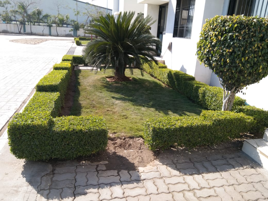 Plant