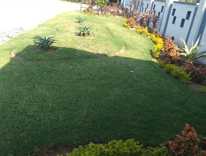 Plant