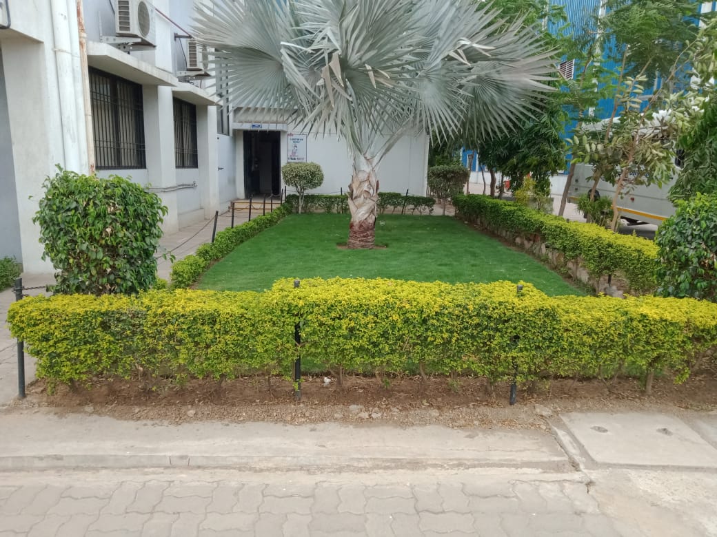 Plant