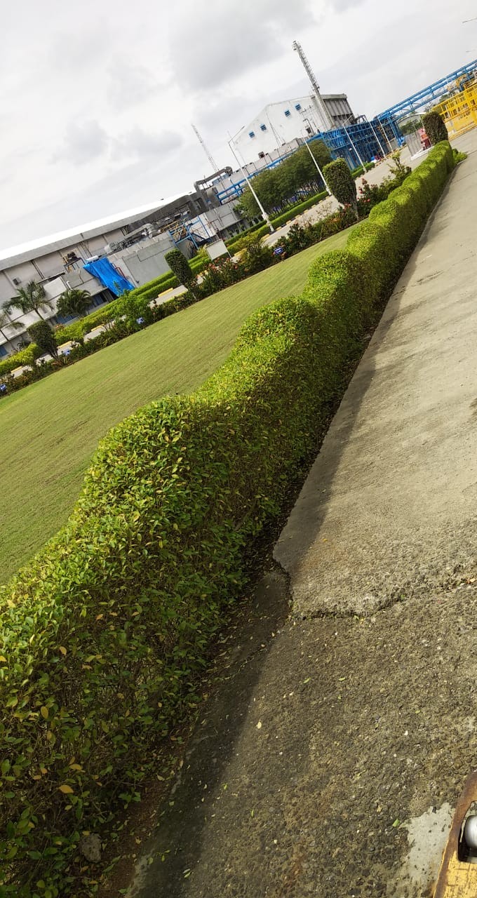 Plant