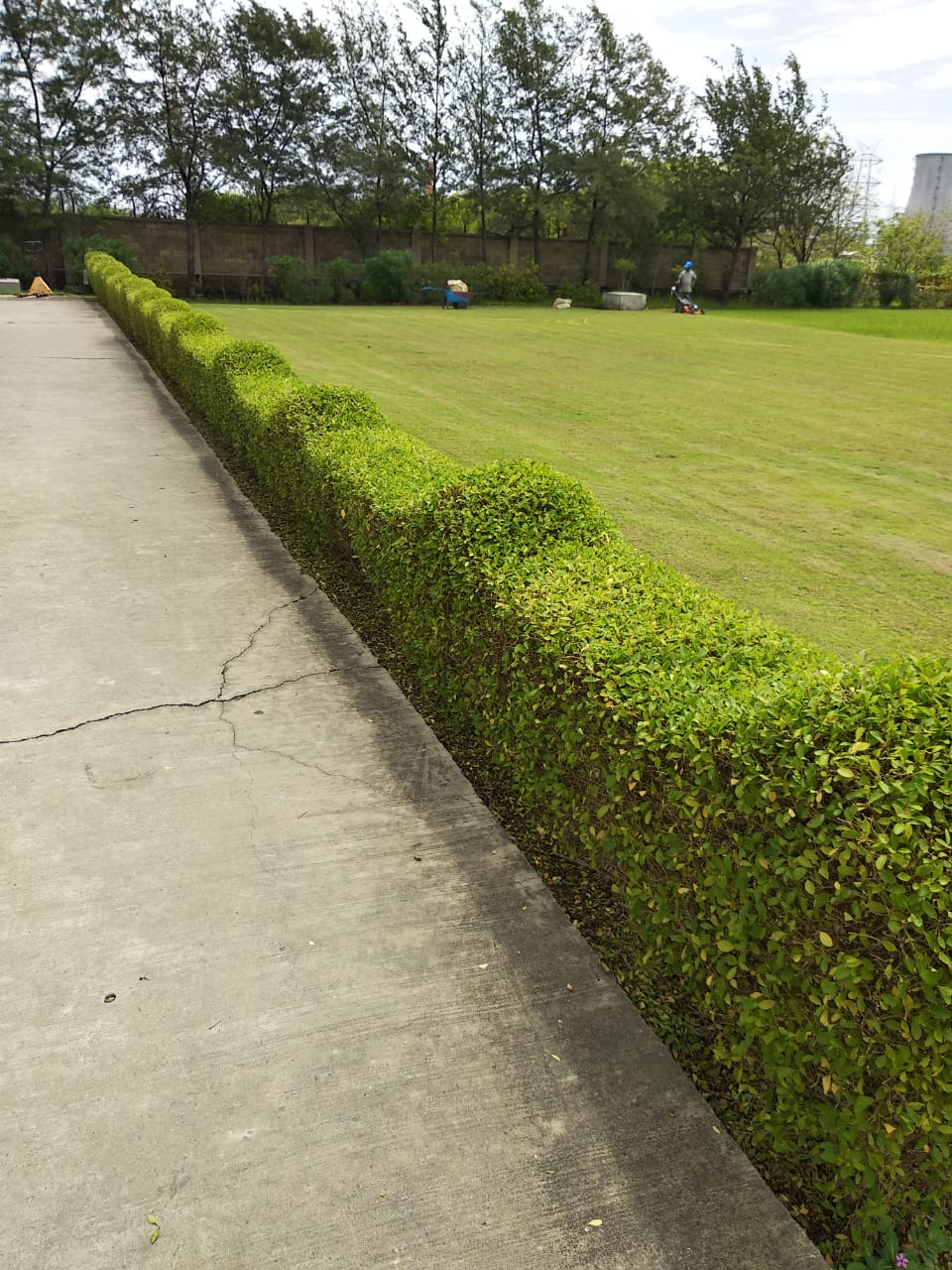 Plant