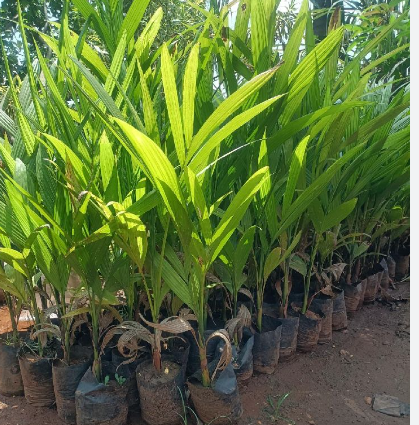 Plant