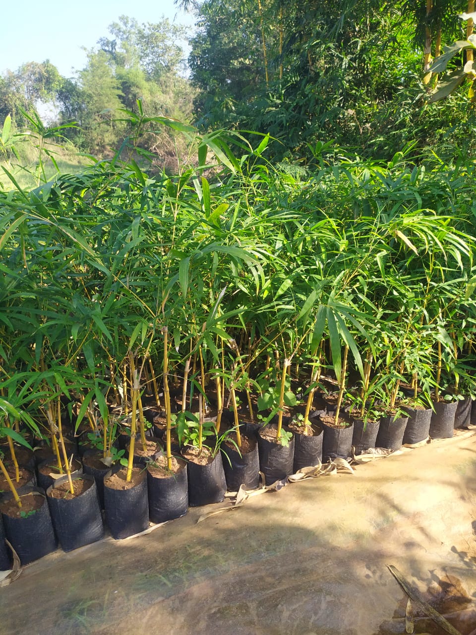 Plant