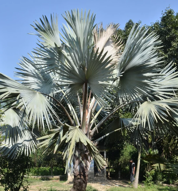 Plant