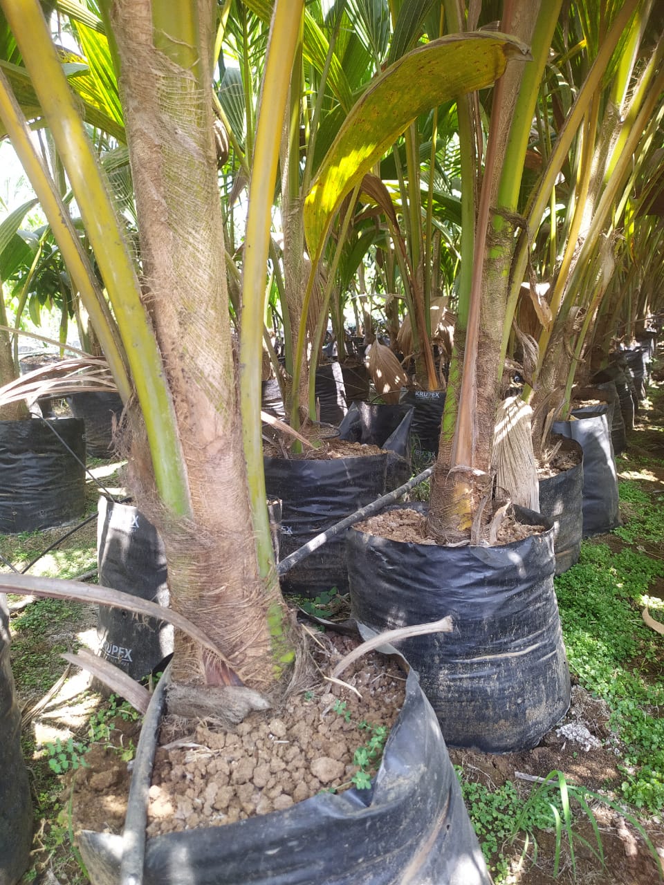 Plant
