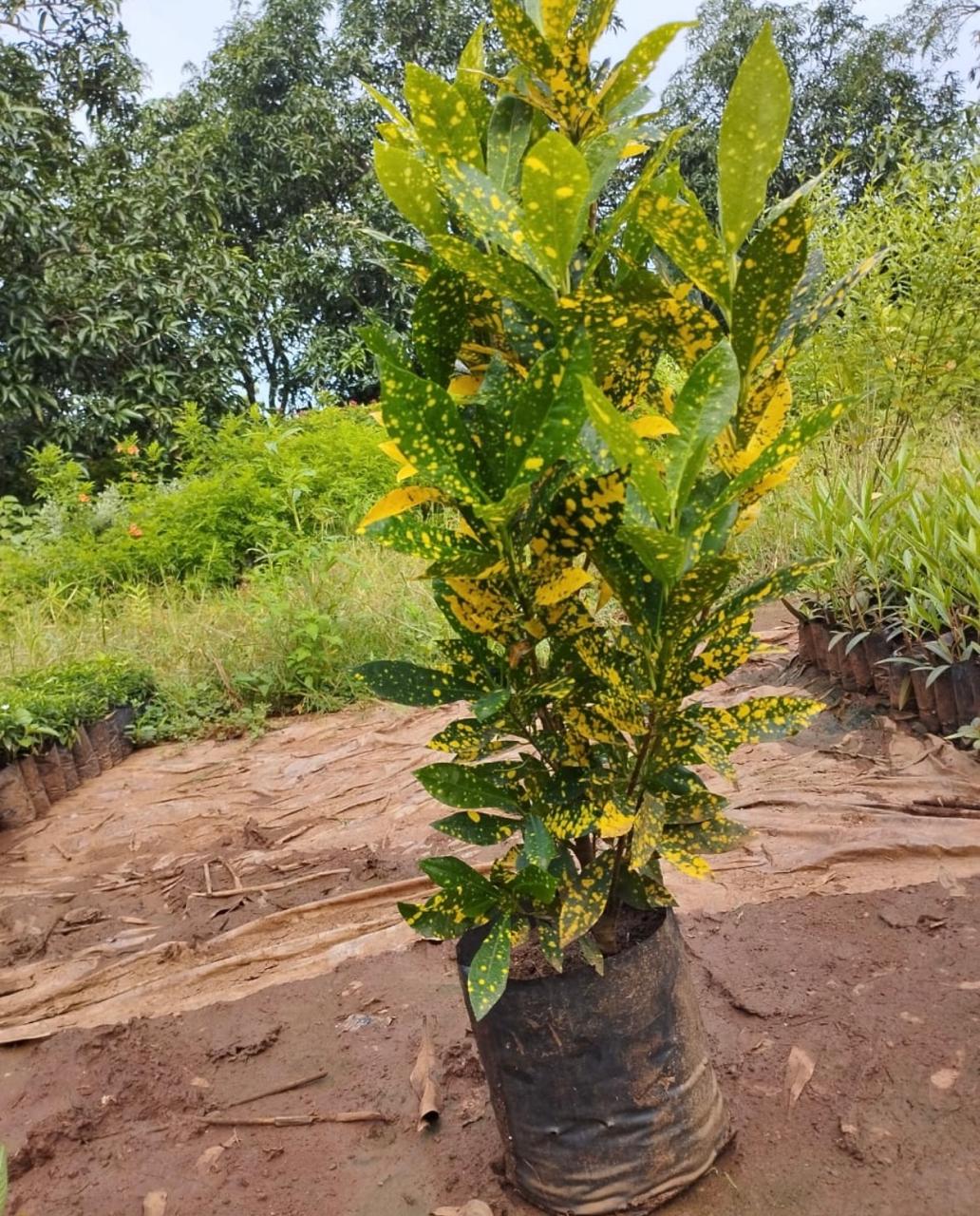 Plant