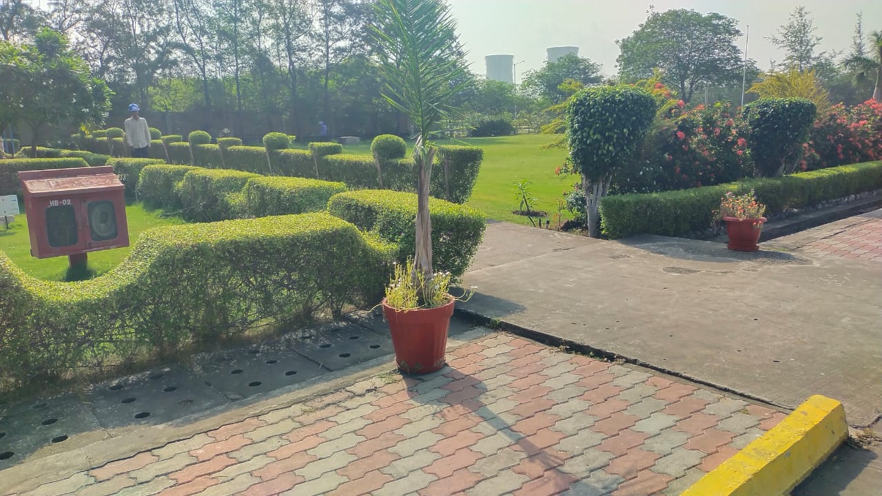 Plant