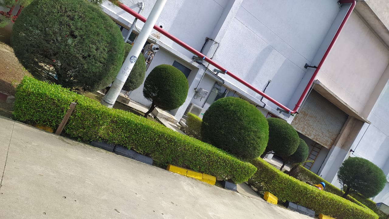 Plant