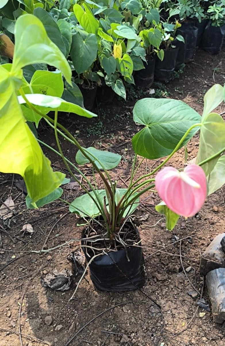 Plant