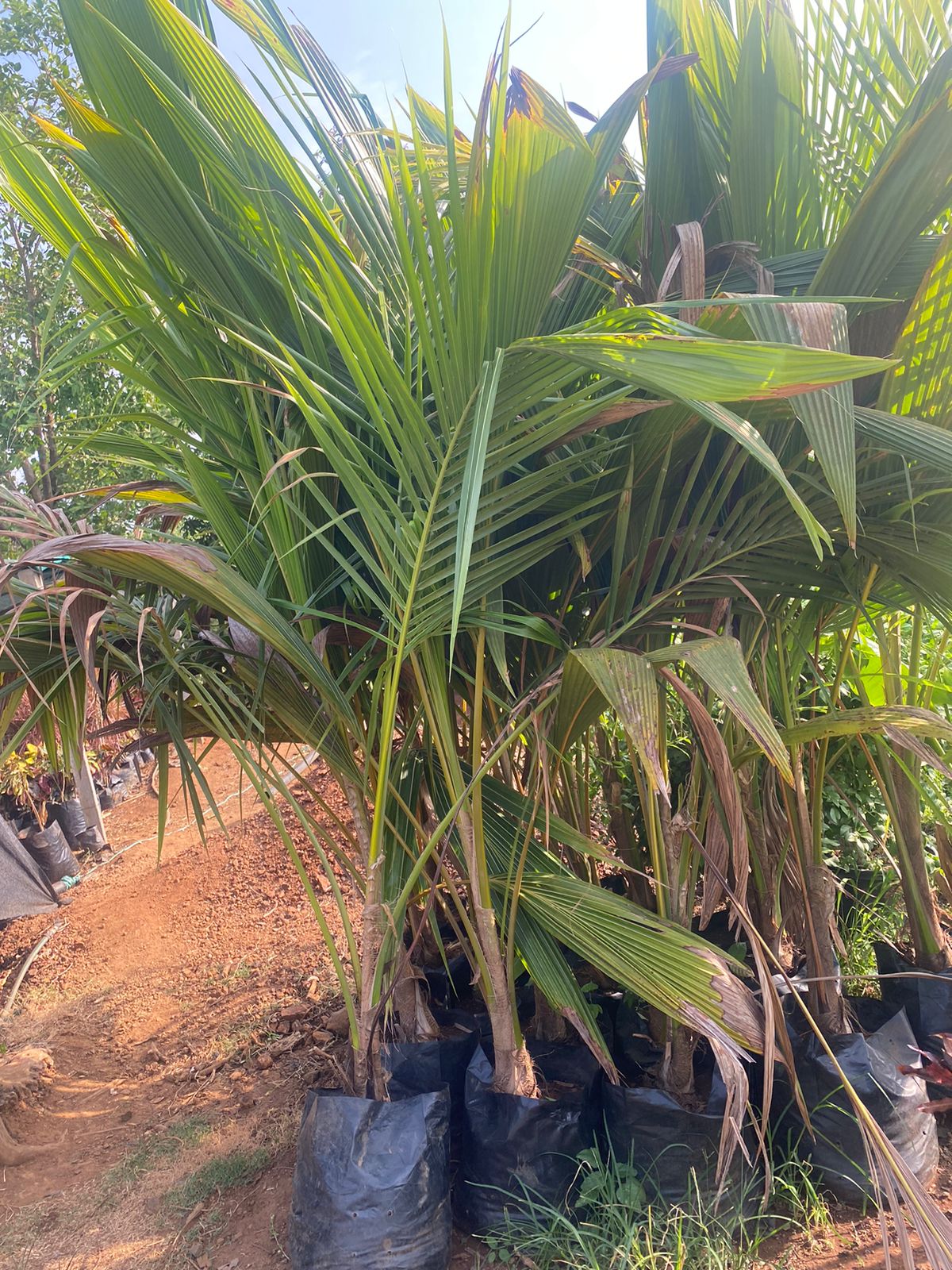 Plant