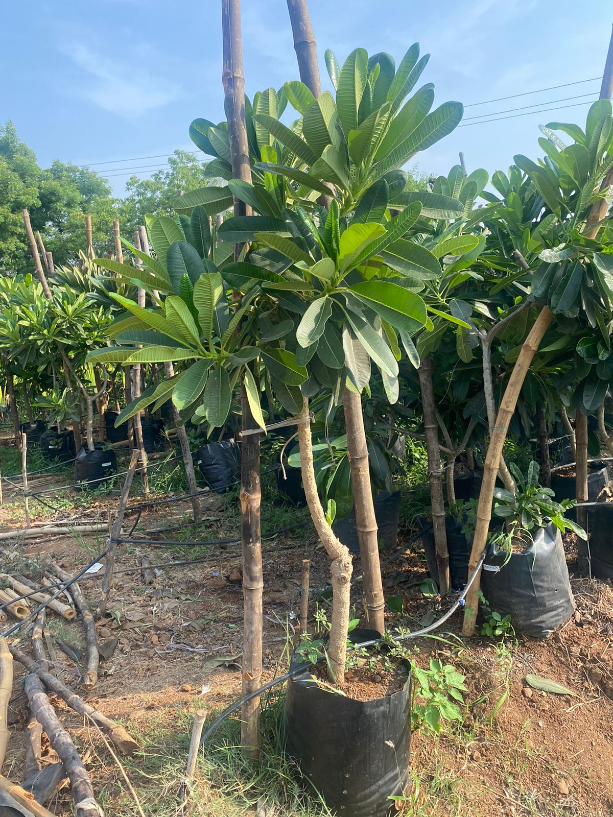 Plant