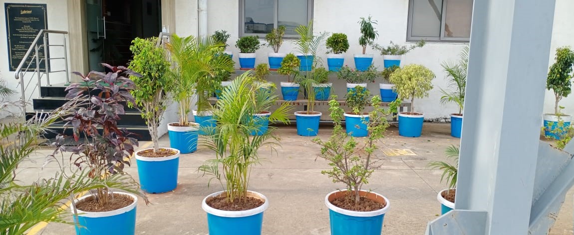Plant