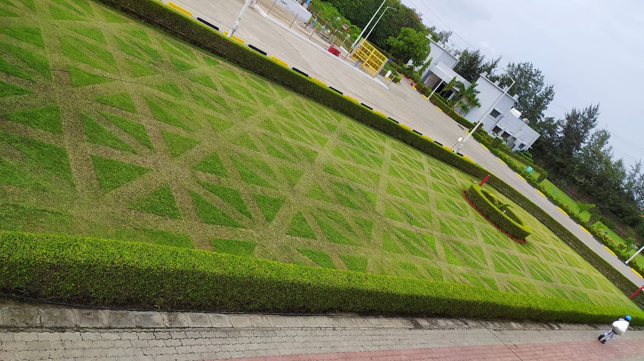 Plant