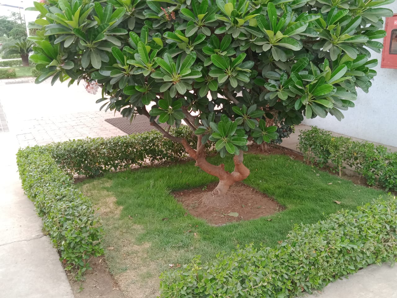 Plant