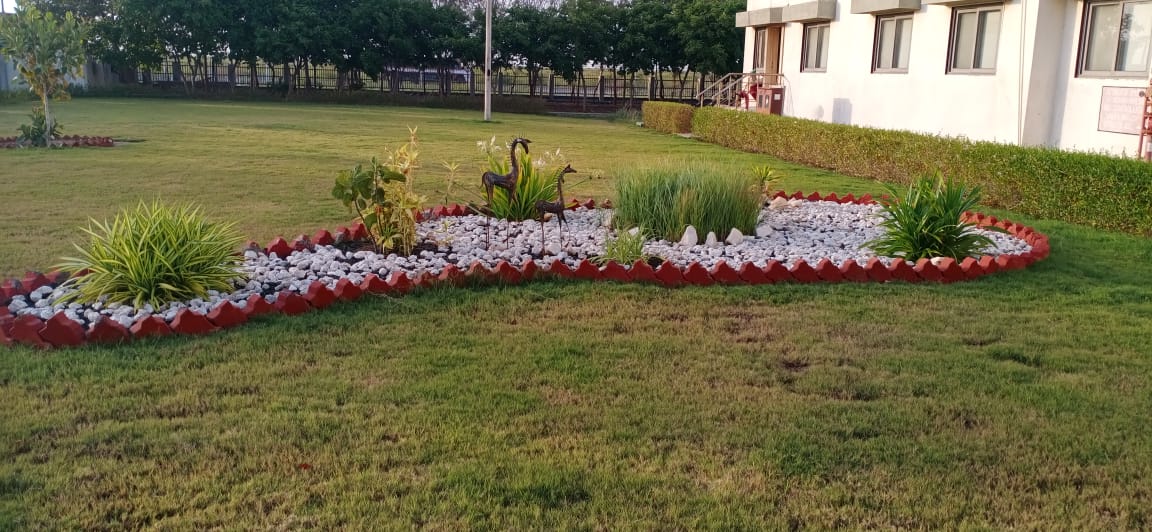 Plant