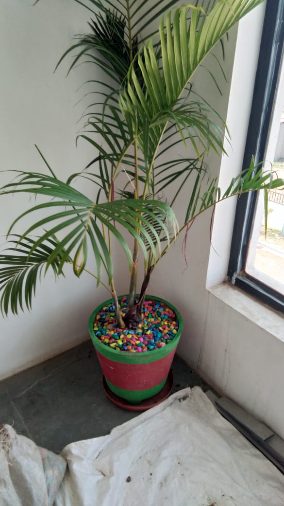 Plant