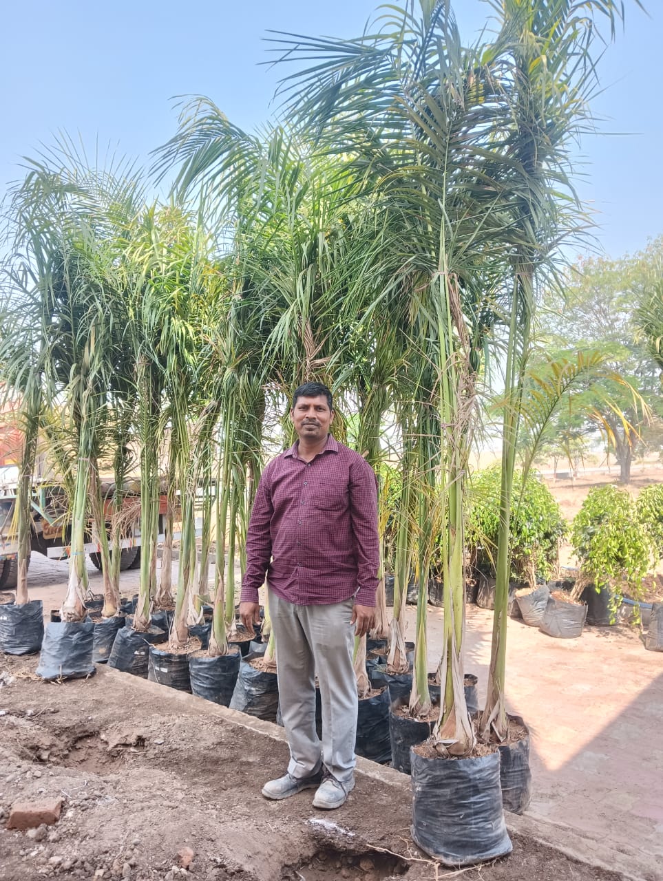 Plant