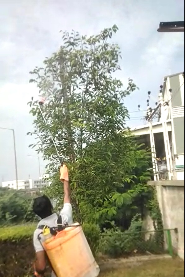 Plant