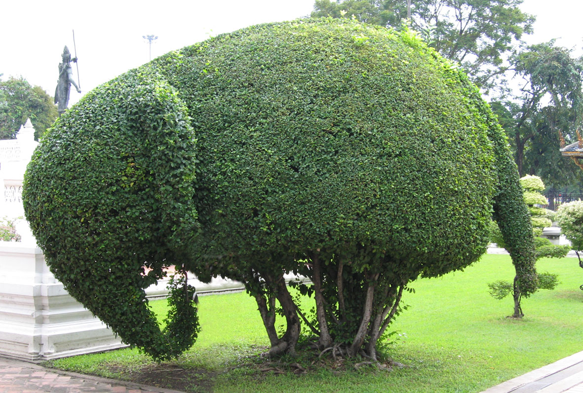 Plant