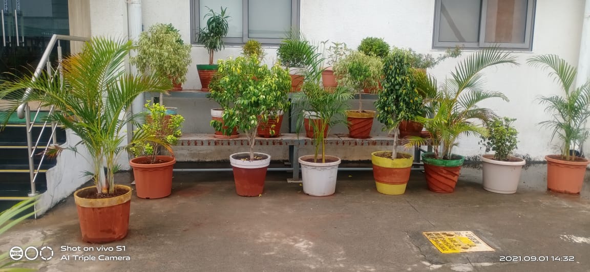 Plant