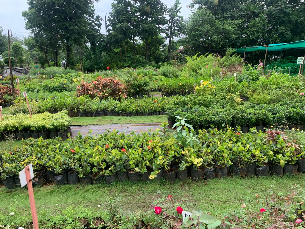 Plant
