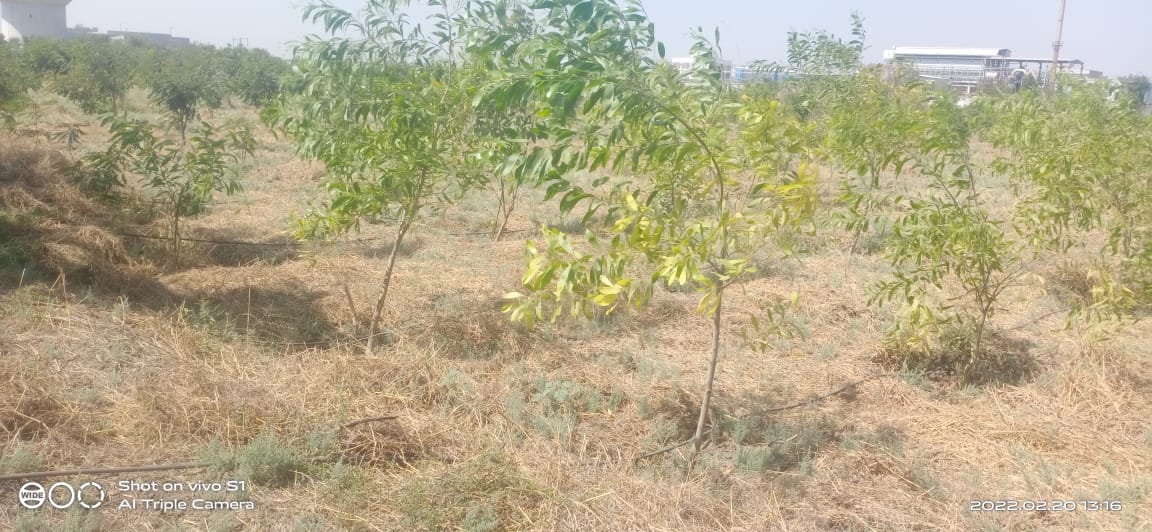 Plant