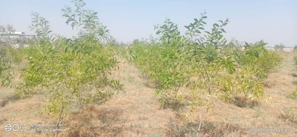 Plant
