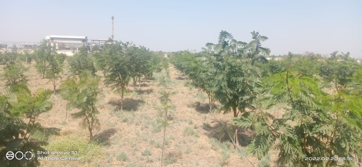 Plant