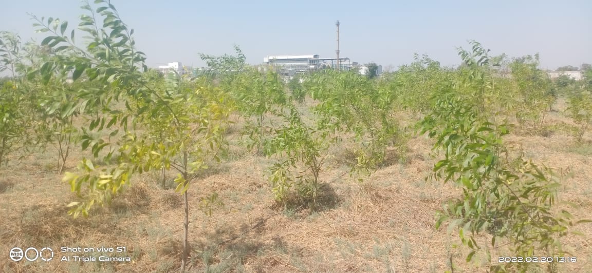 Plant