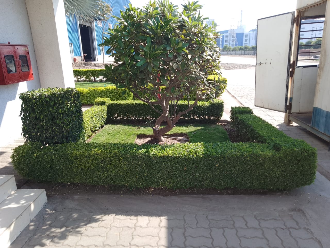 Plant