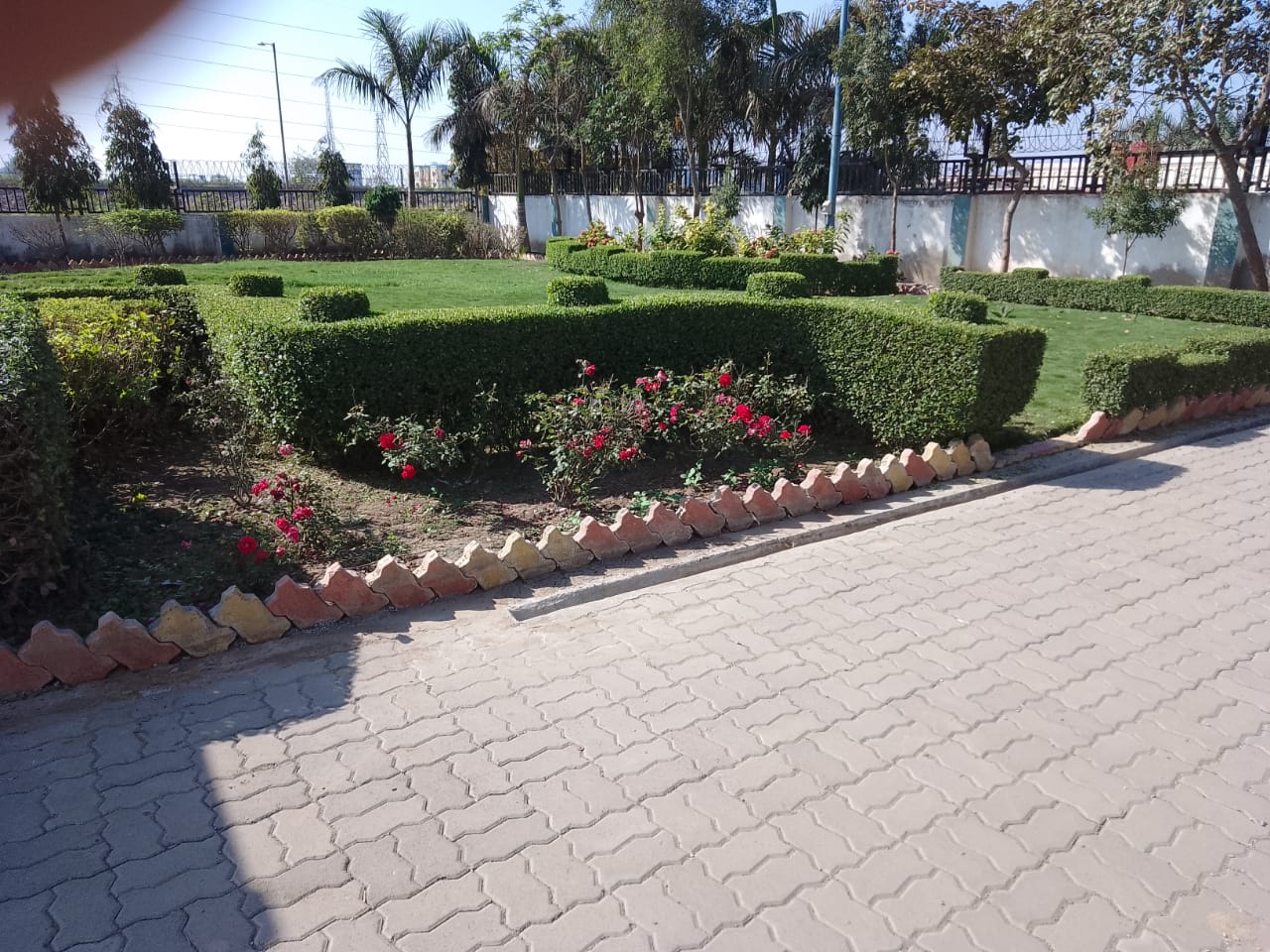 Plant