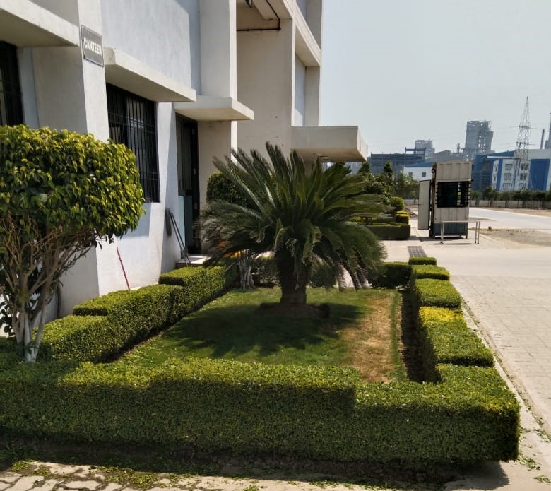 Plant