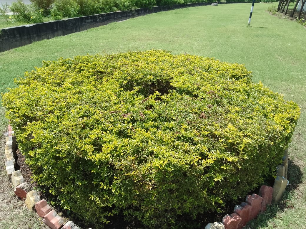 Plant