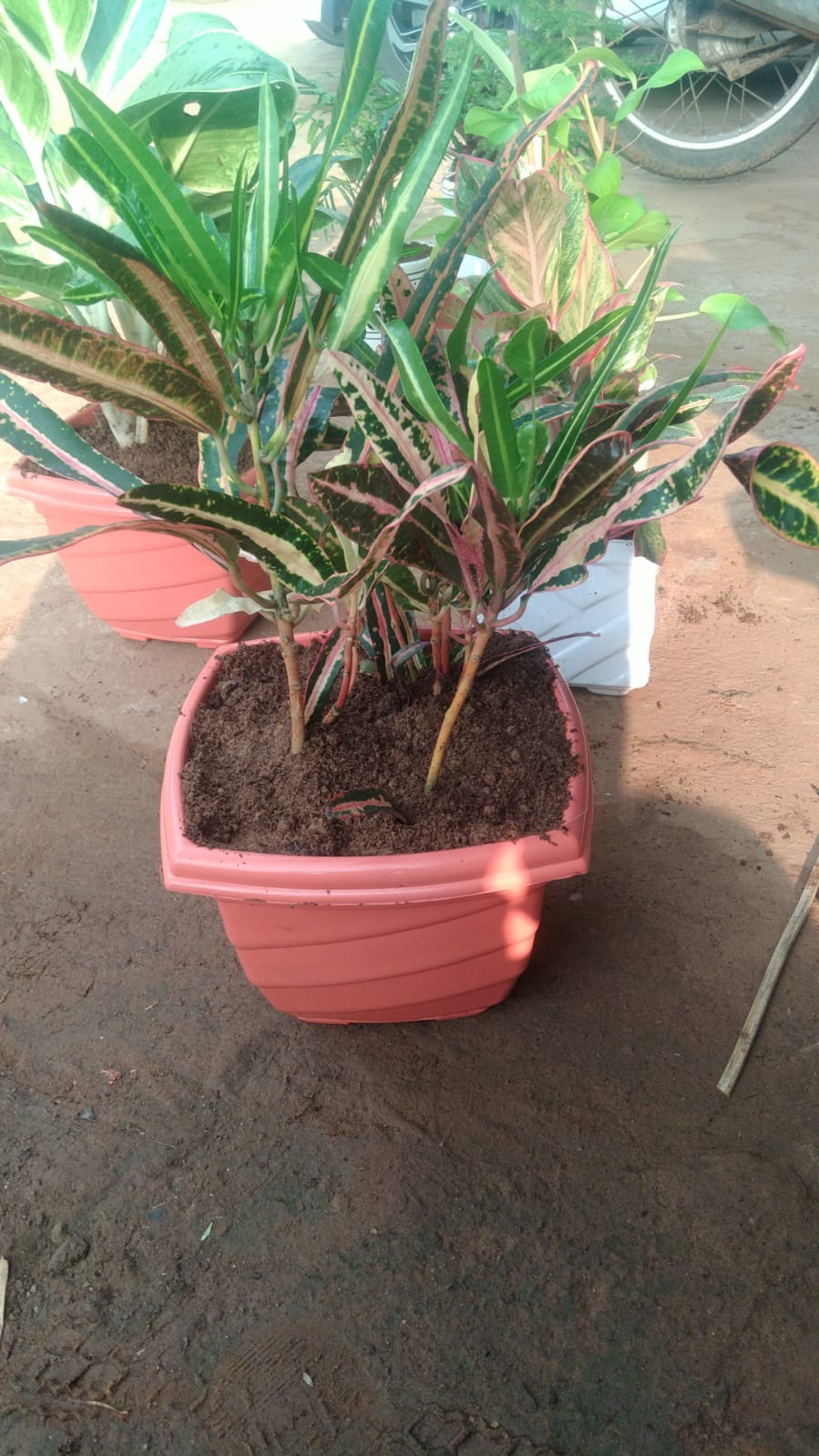 Plant