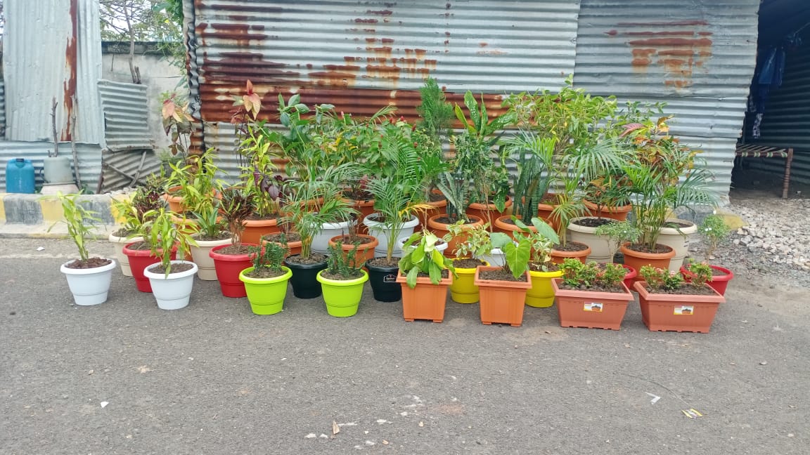 Plant