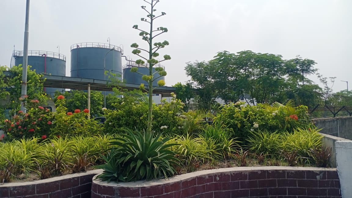 Plant