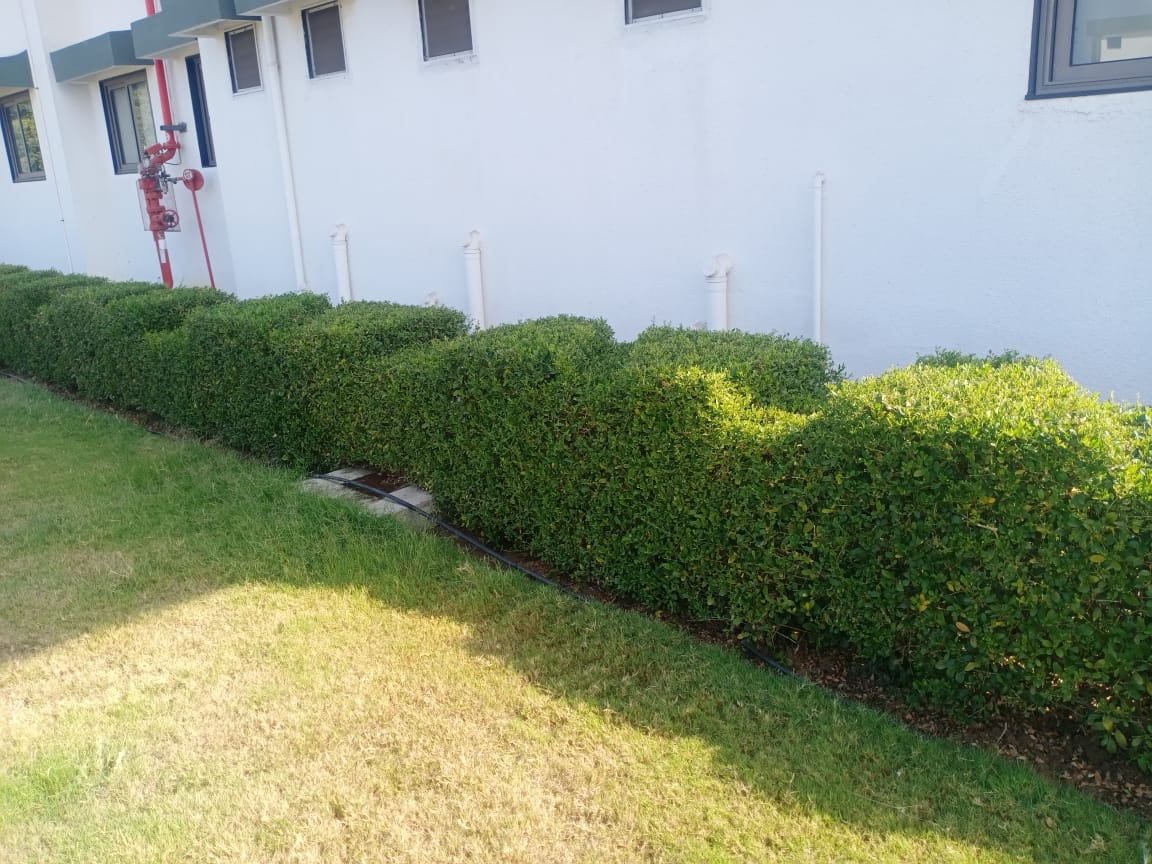 Plant