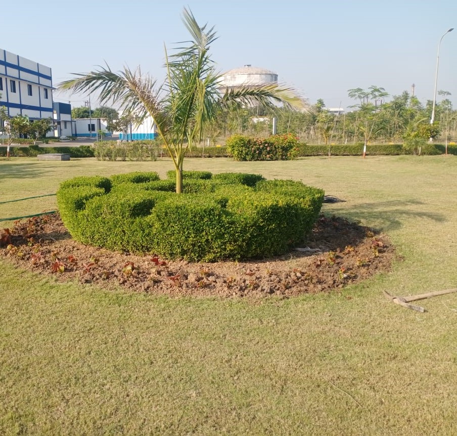 Plant