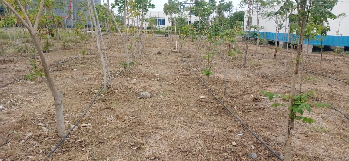 Plant