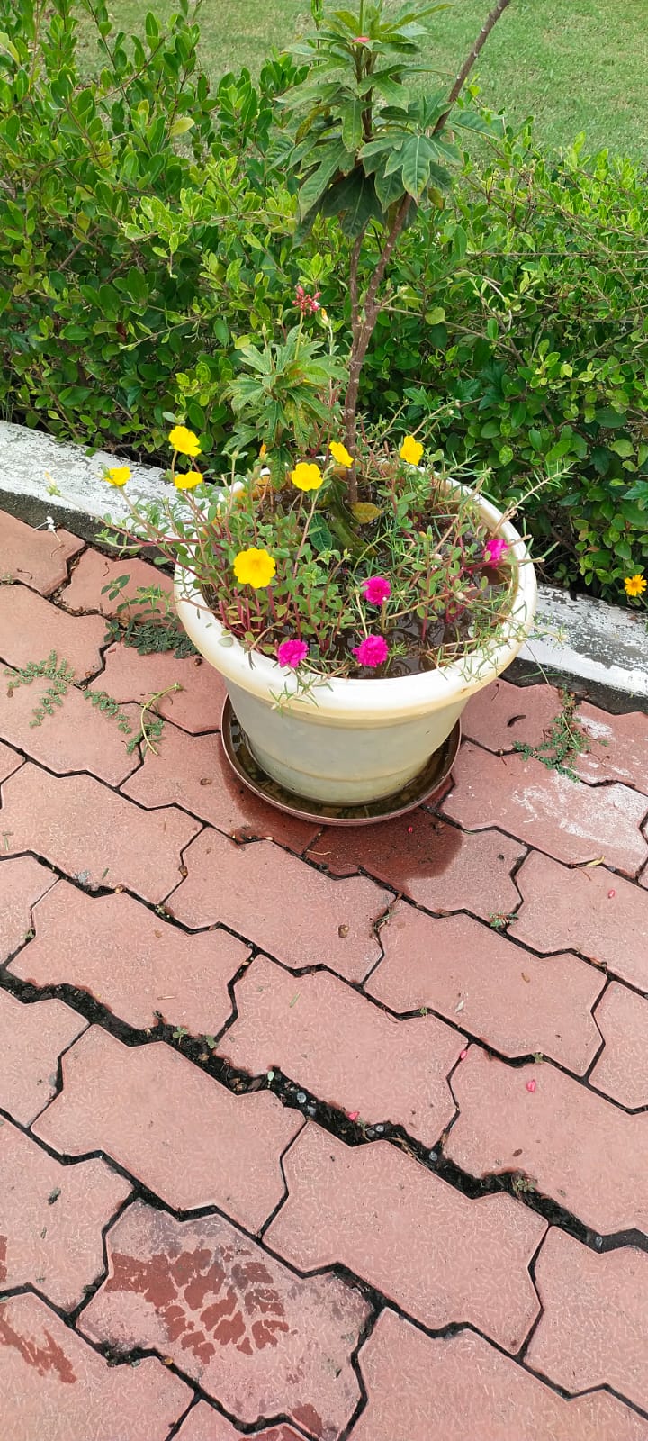 Plant