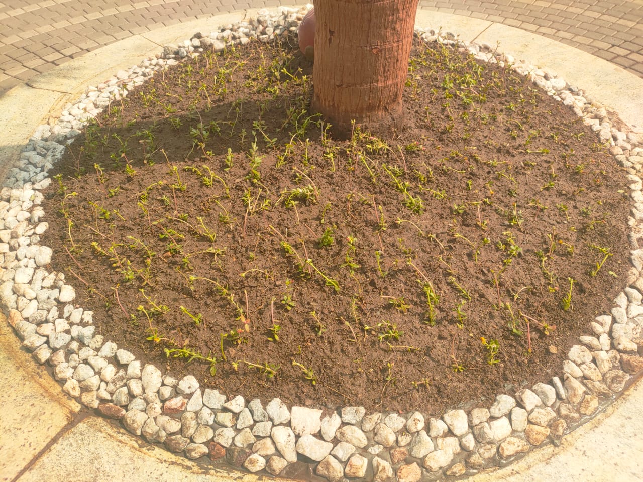 Plant