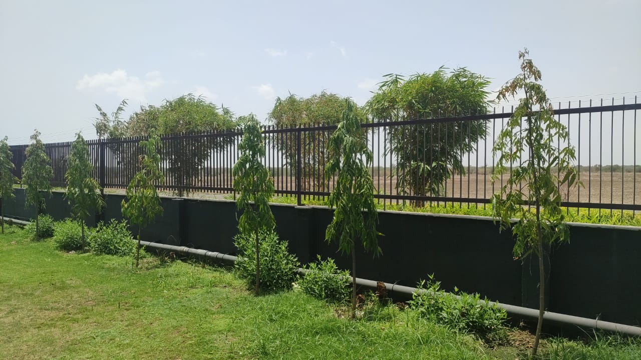 Plant