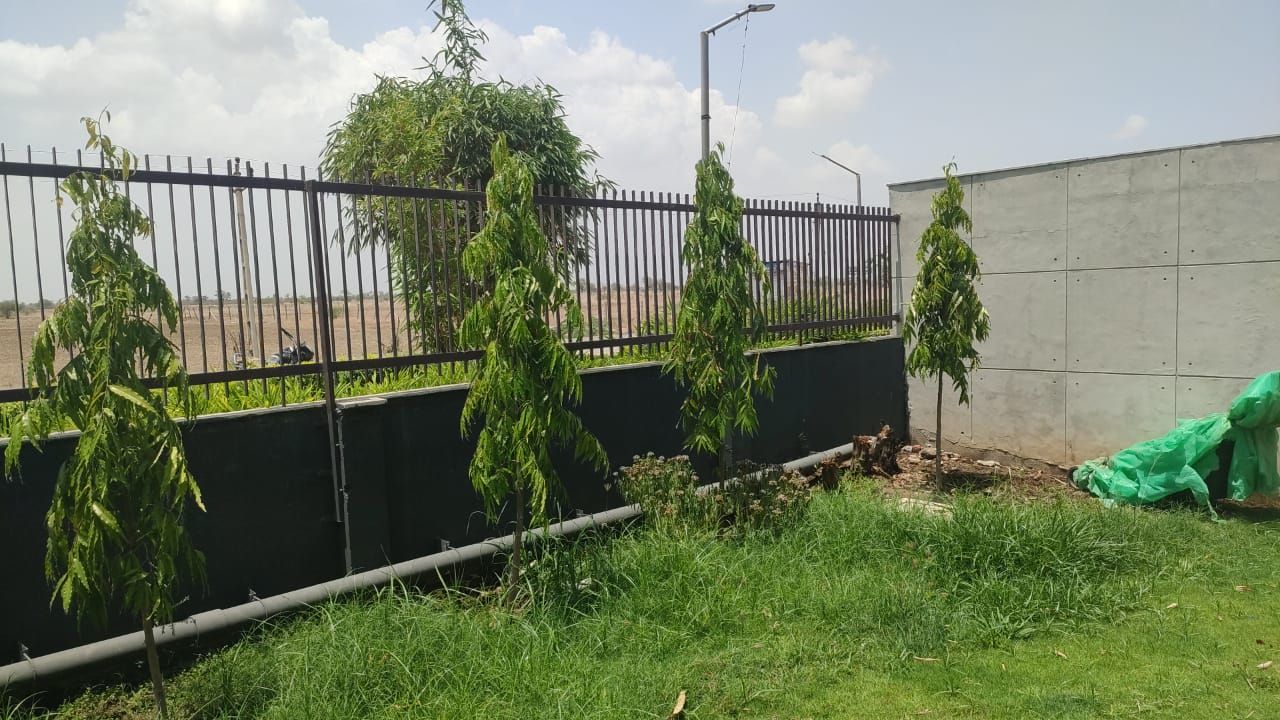 Plant