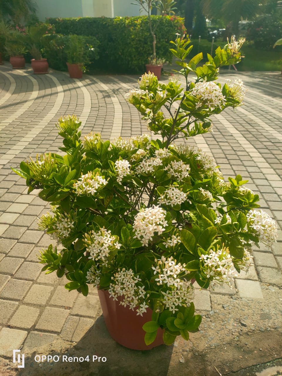 Plant