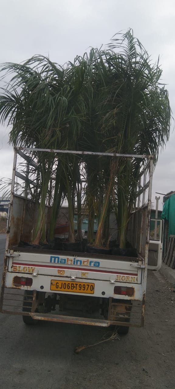 Plant